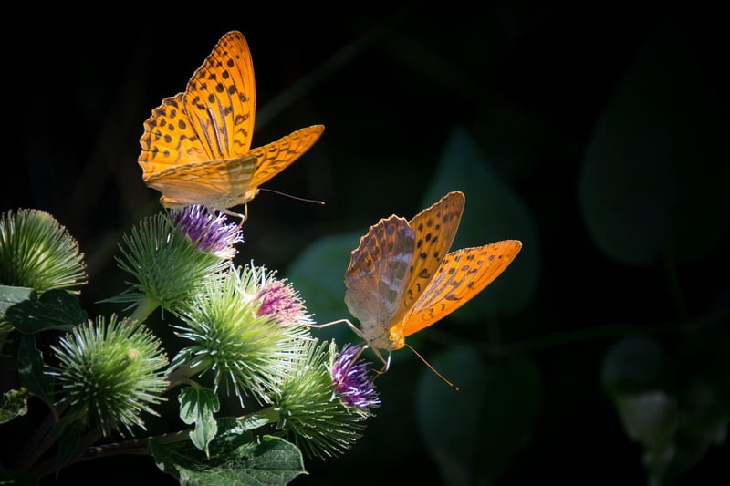 Butterfly Effect Explorations